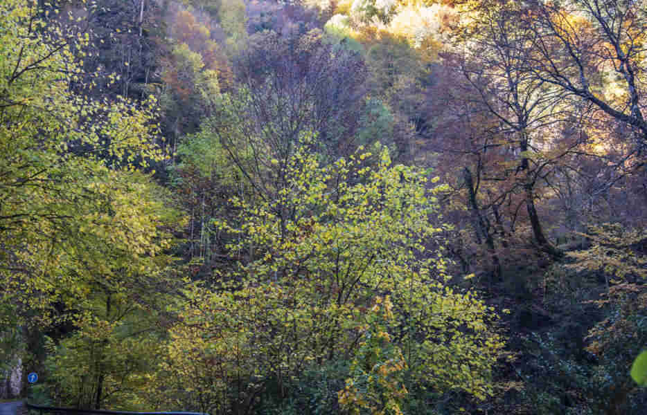 Huesca - parque nacional de Ordesa y Monte Perdido - valle de Añisclo 18 - cañon de Añisclo - desfiladero de las Cambras.jpg